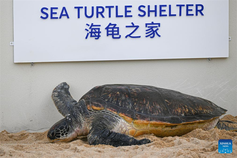 Une tortue marine se repose sur une plage de reproduction du refuge pour tortues marines de l'Atlantis Sanya, à Sanya, dans la province de Hainan (sud de la Chine), le 22 mai 2026. (Pu Xiaoxu/Xinhua)
