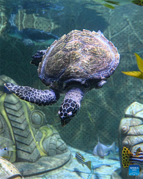 Hainan : un refuge pour tortues marines nouvellement construit pour renforcer la protection des tortues marines à Sanya
