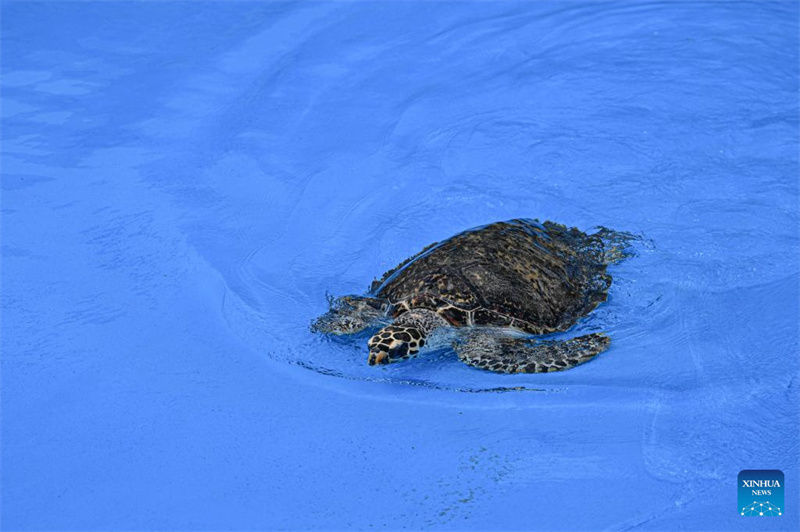 Hainan : un refuge pour tortues marines nouvellement construit pour renforcer la protection des tortues marines à Sanya