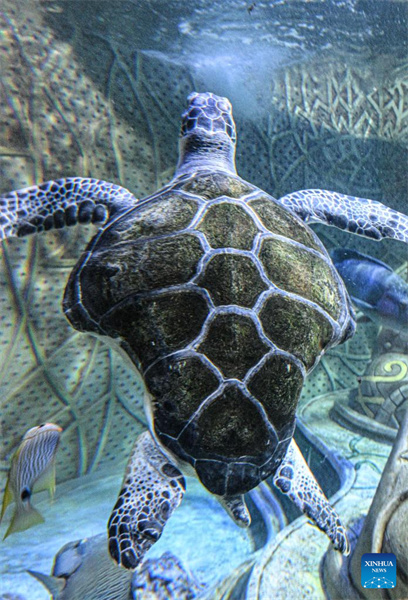 Hainan : un refuge pour tortues marines nouvellement construit pour renforcer la protection des tortues marines à Sanya