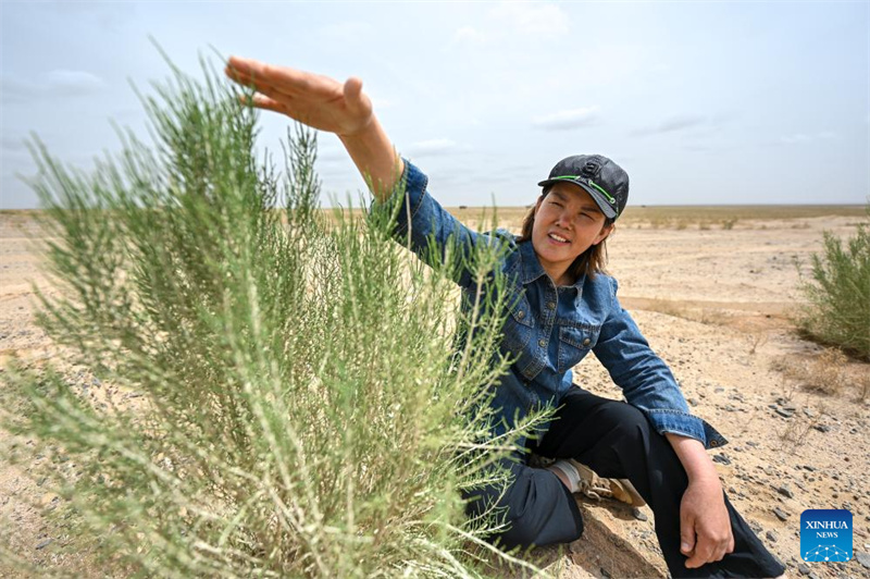 Ma Fenmei vérifie la croissance de plants de saxaouls dans le désert de Badain Jaran, dans la bannière droite d'Alxa de la Ligue Alxa, dans la région autonome de Mongolie intérieure (nord de la Chine), le 21 mai 2026. (Lian Zhen/Xinhua)