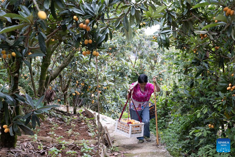 Anhui : la récolte des nèfles dans le comté de Shexian