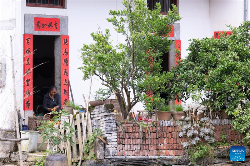 Anhui : la récolte des nèfles dans le comté de Shexian
