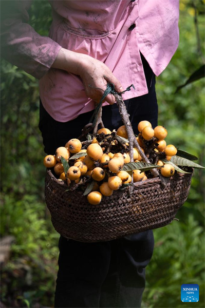 Anhui : la récolte des nèfles dans le comté de Shexian