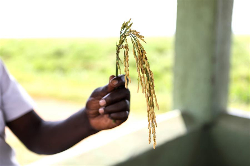 Cette photo prise le 15 août 2023 montre un échantillon de riz hybride dans une rizière à Butaleja, dans l'est de l'Ouganda, le 15 août 2023. (Xinhua/Hajarah Nalwadda)