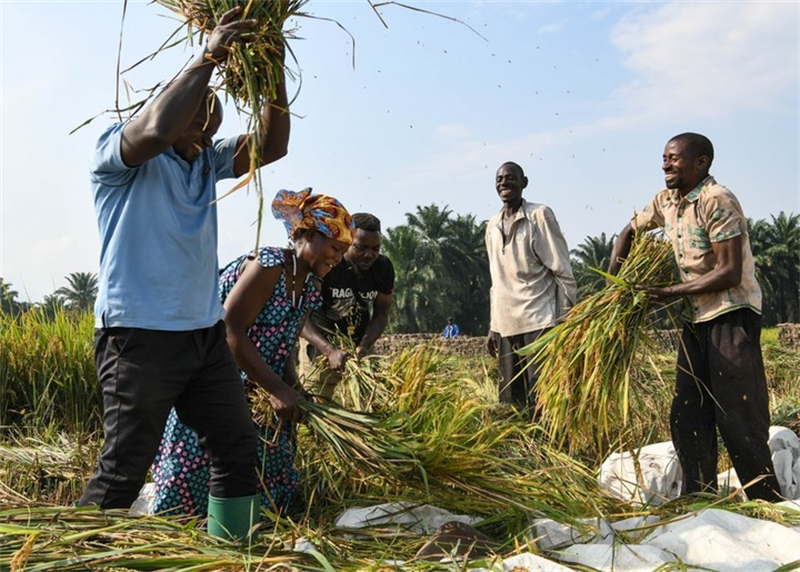 Des agriculteurs battent du riz hybride à Kihanga, dans la province de Bubanza, au Burundi, le 20 juin 2023. (Xinhua/Han Xu)