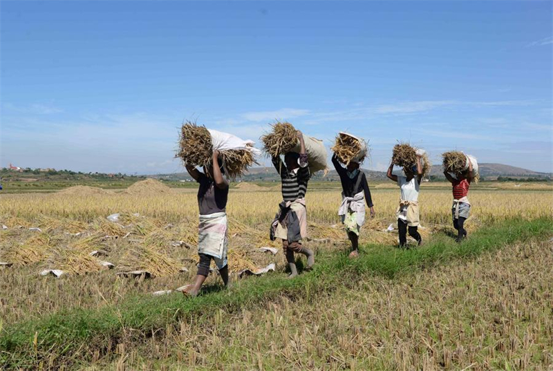 Des agriculteurs locaux récoltent du riz hybride dans un champ à Mahitsy, une localité à 35km au nord-ouest de la capitale malgache, Antananarivo, où se trouve le sous-centre africain du Centre national chinois de recherche et de développement sur le riz hybride, le 12 mai 2023. (Xinhua/Sitraka Rajaonarison)