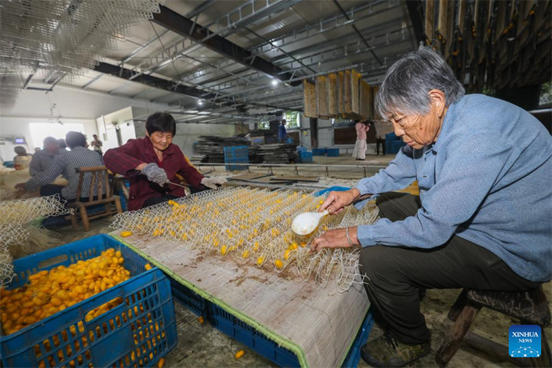 Zhejiang : les cocons dorés de vers à soie entrent dans la saison de récolte dans le village de Yunlong