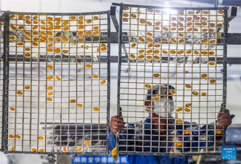 Zhejiang : les cocons dorés de vers à soie entrent dans la saison de récolte dans le village de Yunlong
