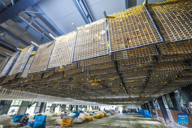 Zhejiang : les cocons dorés de vers à soie entrent dans la saison de récolte dans le village de Yunlong