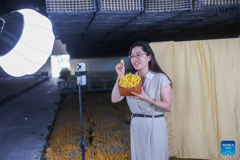 Zhejiang : les cocons dorés de vers à soie entrent dans la saison de récolte dans le village de Yunlong