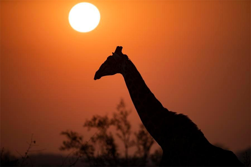 Afrique du Sud : le parc national Kruger célèbre son 100e anniversaire