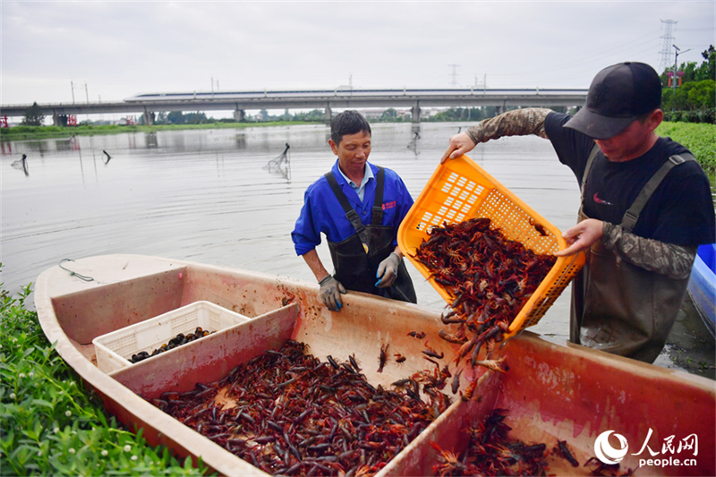 Jiangxi : les écrevisses nagent vers le grand marché à Yongxiu