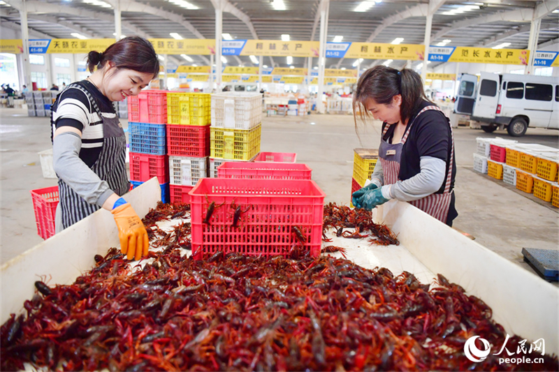 Jiangxi : les écrevisses nagent vers le grand marché à Yongxiu