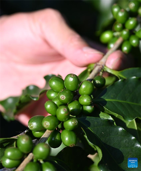 Guangdong : l'industrie du café prospère à Jiangmen
