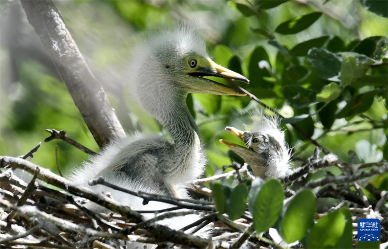 Beijing : les oiseaux entrent dans une période clé de reproduction au réservoir de Miyun