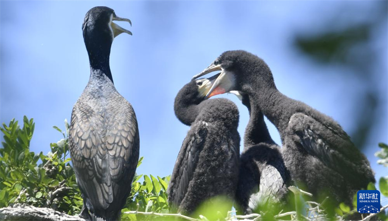 Photo prise le 29 mai montrant des poussins sur l'île aux oiseaux du réservoir de Miyun, dans le nord de Beijing. (Li Xin/Xinhua)