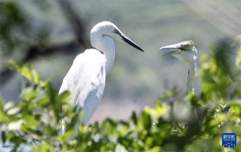 Beijing : les oiseaux entrent dans une période clé de reproduction au réservoir de Miyun