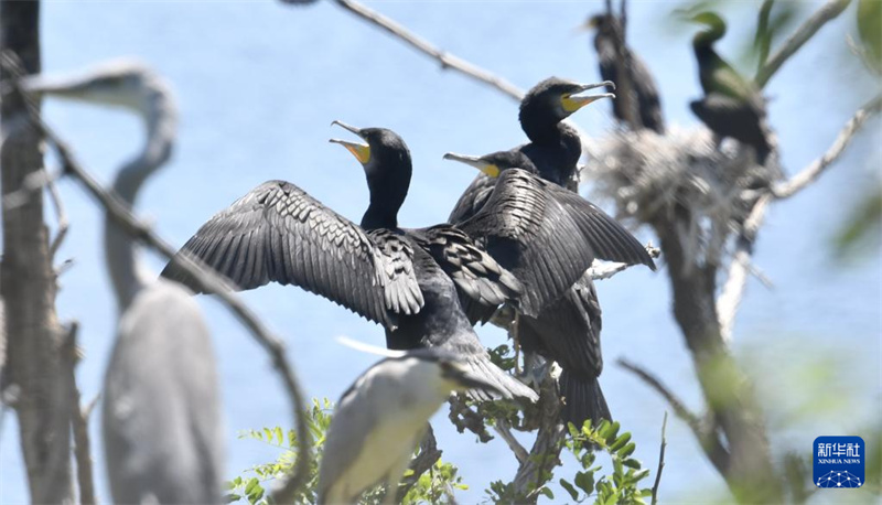 Beijing : les oiseaux entrent dans une période clé de reproduction au réservoir de Miyun