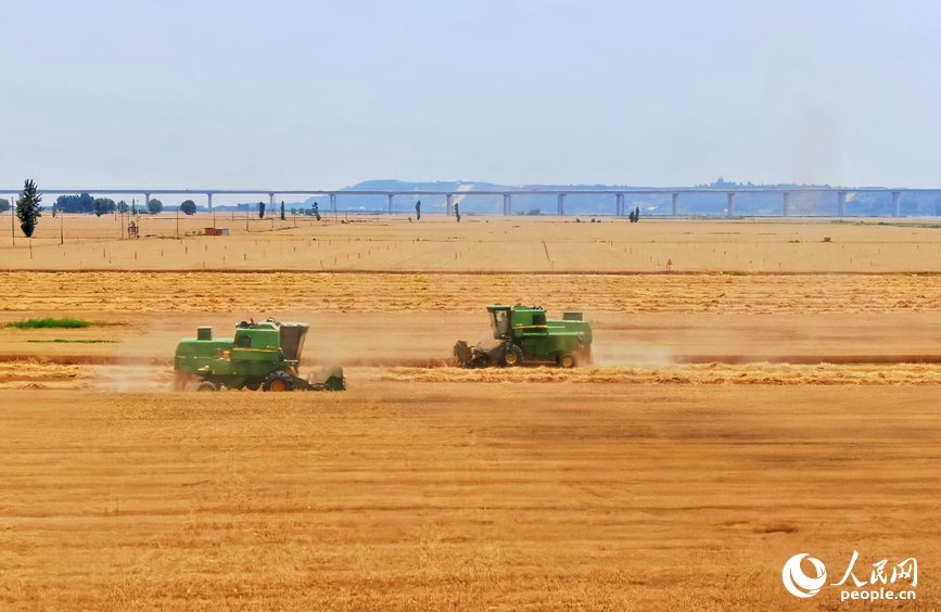 Henan : la récolte du blé au bord du fleuve Jaune