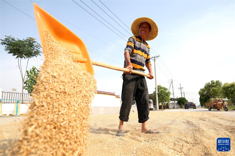 Un agriculteur fait sécher du blé au soleil dans le comté de Fugou de la province du Henan (centre de la Chine), le 2 juin 2026. (Li Jianan/Xinhua)