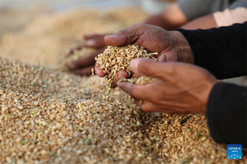 Hebei : Cangzhou transforme avec succès des terres salines et alcalines en champs de blé productifs