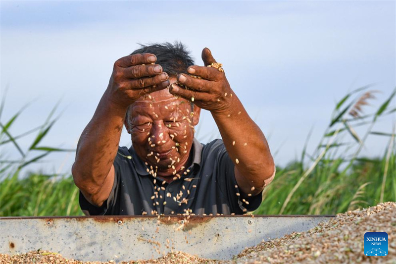 Hebei : Cangzhou transforme avec succès des terres salines et alcalines en champs de blé productifs