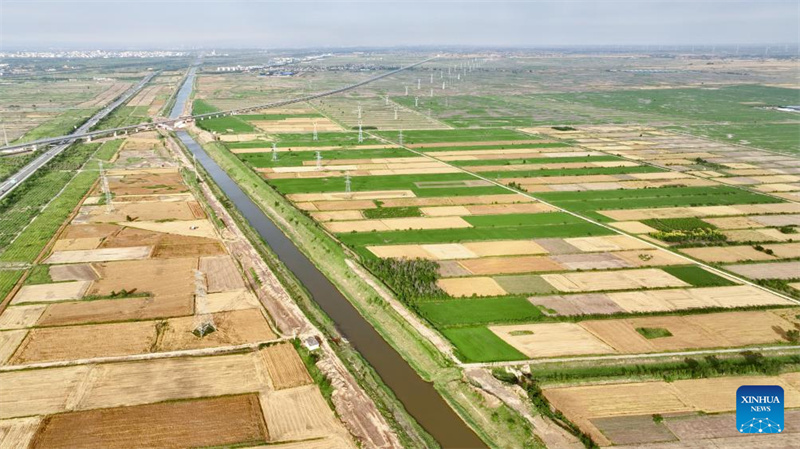 Hebei : Cangzhou transforme avec succès des terres salines et alcalines en champs de blé productifs