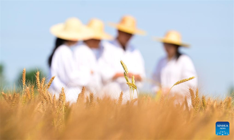 Hebei : Cangzhou transforme avec succès des terres salines et alcalines en champs de blé productifs