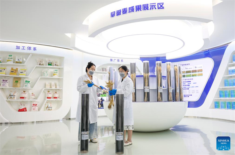 Hebei : Cangzhou transforme avec succès des terres salines et alcalines en champs de blé productifs