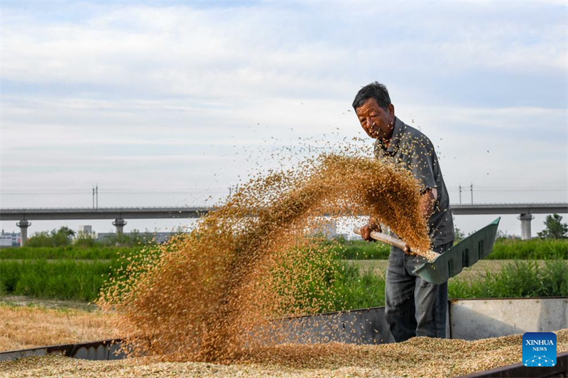 Hebei : Cangzhou transforme avec succès des terres salines et alcalines en champs de blé productifs
