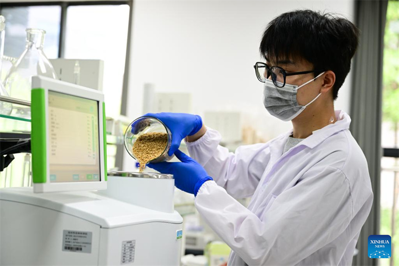 Hebei : Cangzhou transforme avec succès des terres salines et alcalines en champs de blé productifs