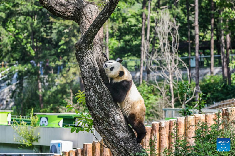 Shaanxi : un panda géant photographié à la base de Foping