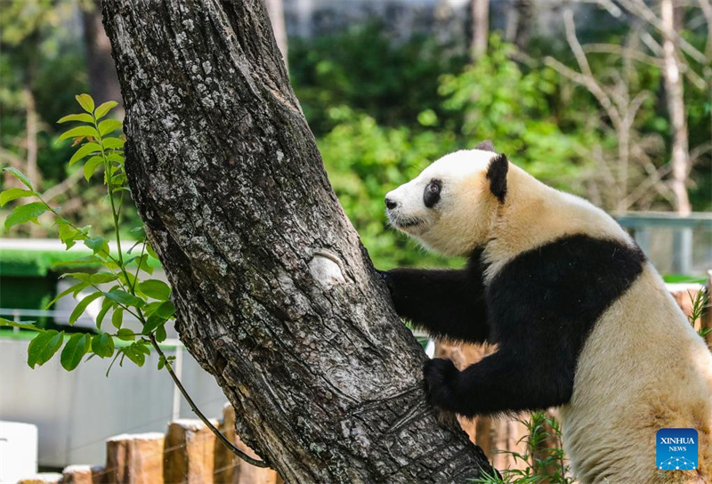 Shaanxi : un panda géant photographié à la base de Foping