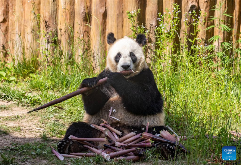 Shaanxi : un panda géant photographié à la base de Foping