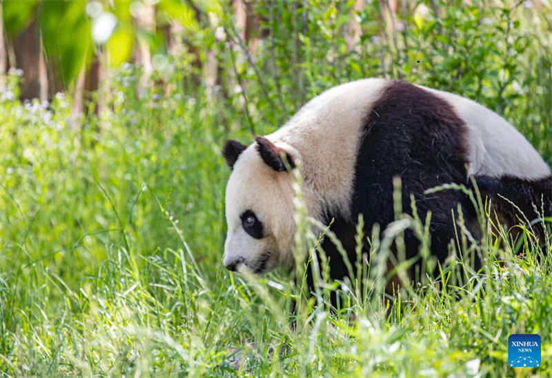 Shaanxi : un panda géant photographié à la base de Foping