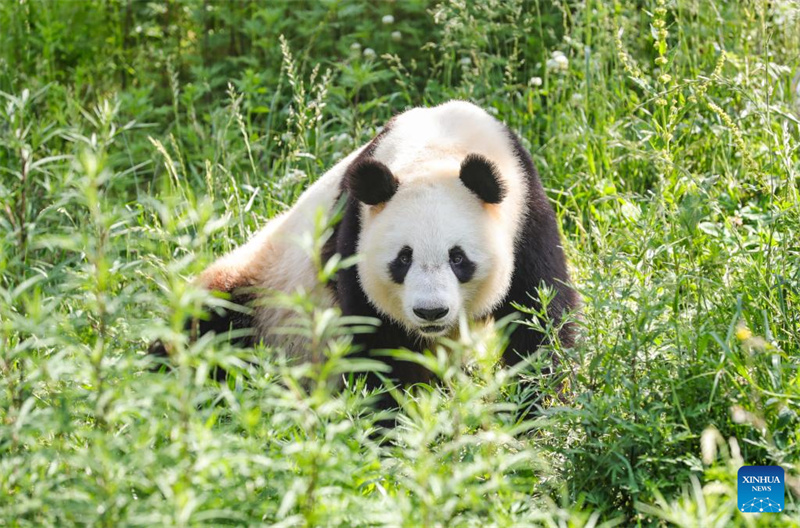 Shaanxi : un panda géant photographié à la base de Foping
