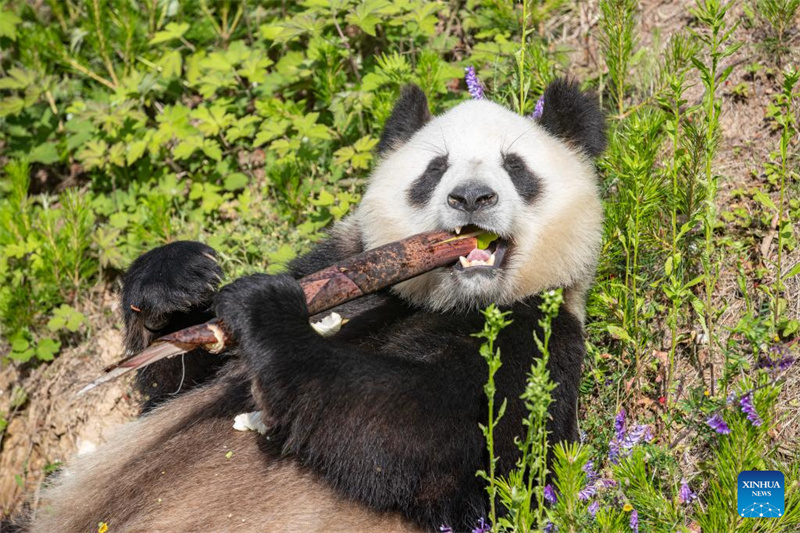 Shaanxi : un panda géant photographié à la base de Foping