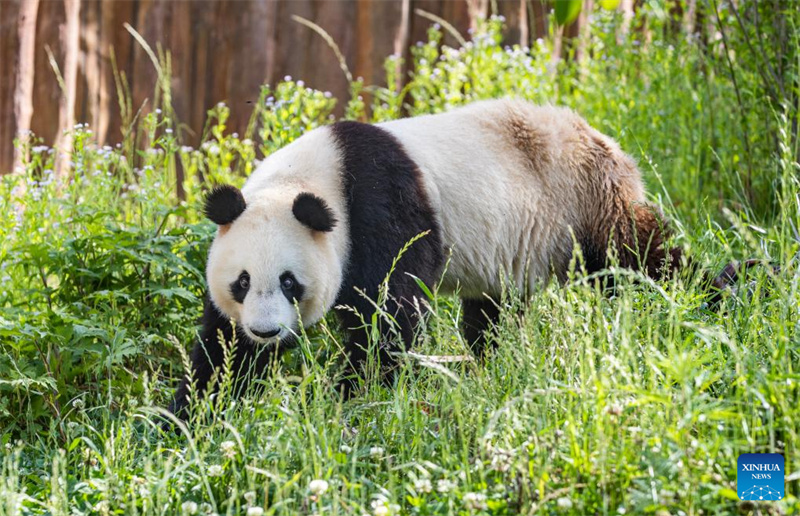 Shaanxi : un panda géant photographié à la base de Foping