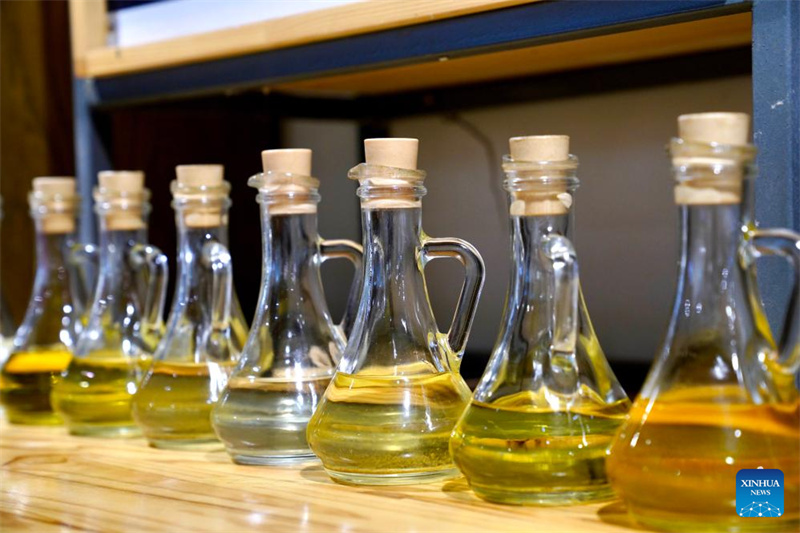 Gansu : l'industrie de l'olive prospère à Wudu