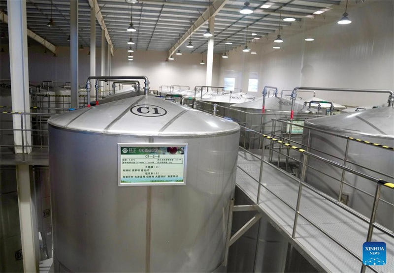 Gansu : l'industrie de l'olive prospère à Wudu
