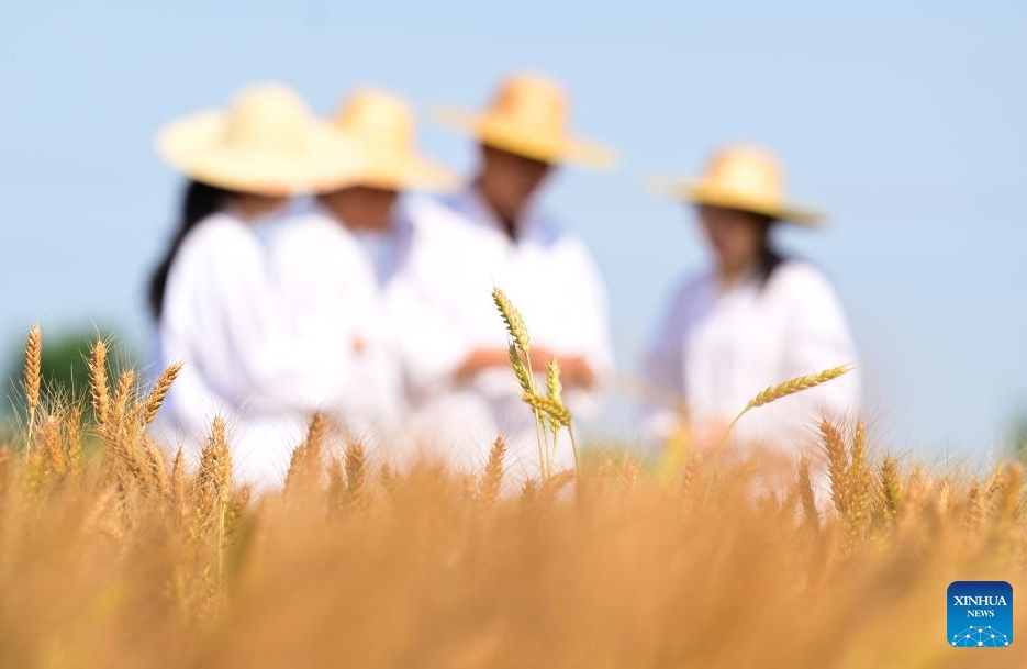 Hebei : Cangzhou transforme avec succès des terres salines et alcalines en champs de blé productifs