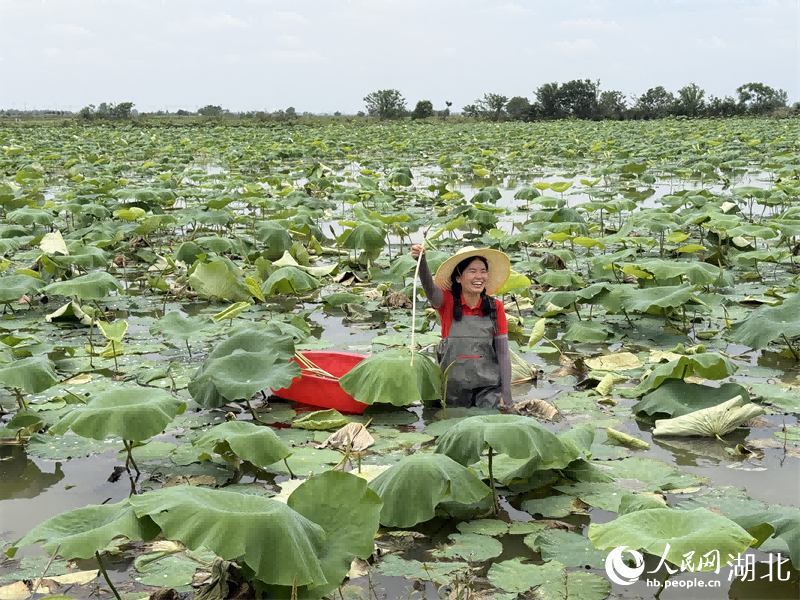 Wang Wenjuan cueille des jeunes pousses de lotus dans un étang de lotus à Honghu, dans la province du Hubei (centre de la Chine). (Zhang Jun / Le Quotidien du Peuple en ligne)