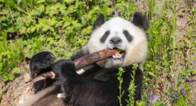 Shaanxi : un panda géant photographié à la base de Foping