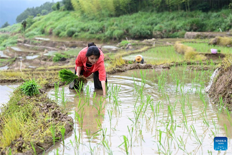 Fujian : l'histoire d'une jeune entrepreneure dédiée à la revitalisation rurale par un travail acharné