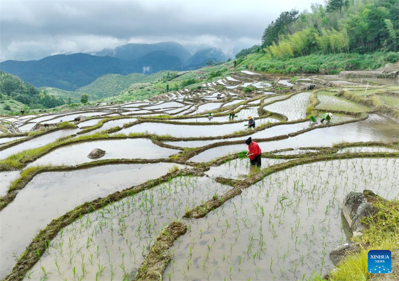 Fujian : l'histoire d'une jeune entrepreneure dédiée à la revitalisation rurale par un travail acharné