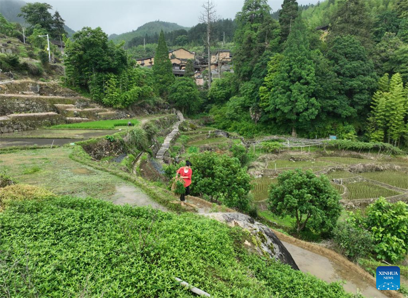 Fujian : l'histoire d'une jeune entrepreneure dédiée à la revitalisation rurale par un travail acharné