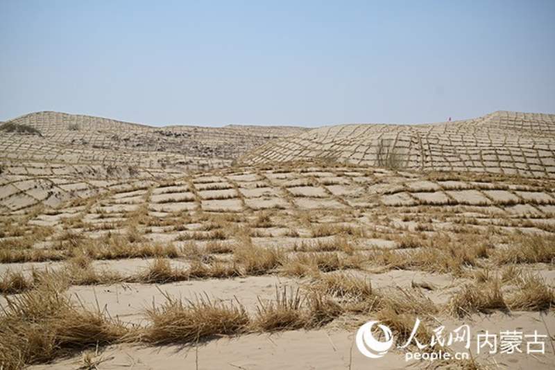 Photo montrant des barrières en paille sous forme de grilles sur le site d'un projet intégré de lutte contre l'ensablement dans le village de Guanghui, dans la bannière de Naiman, à Tongliao, dans la région autonome de Mongolie intérieure (nord de la Chine). (Kou Yanan / Le Quotidien du Peuple en ligne)