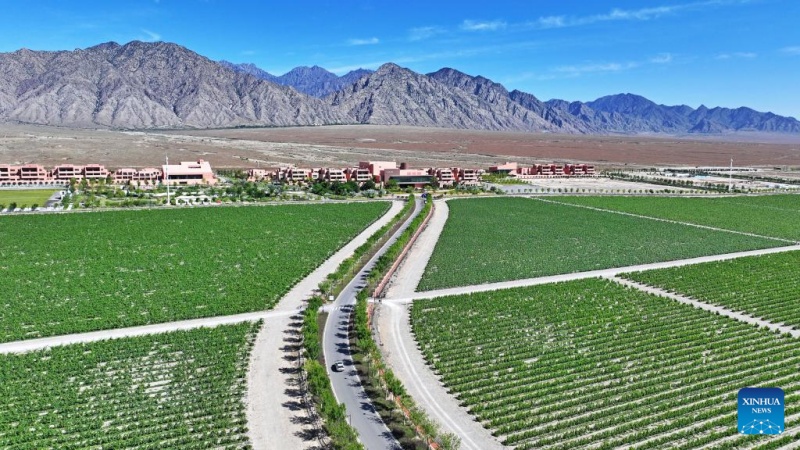 Ningxia : une vue de la base de plantation de raisins de cuve au pied est du mont Helan