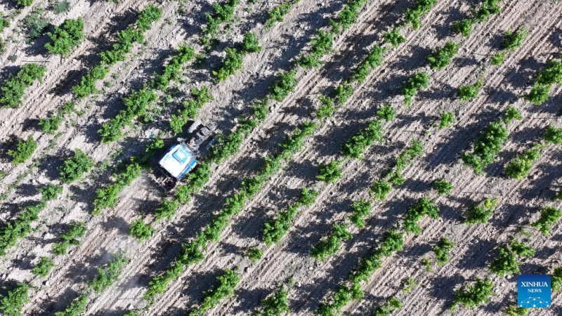 Ningxia : une vue de la base de plantation de raisins de cuve au pied est du mont Helan